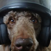 Brown poodle with headphones