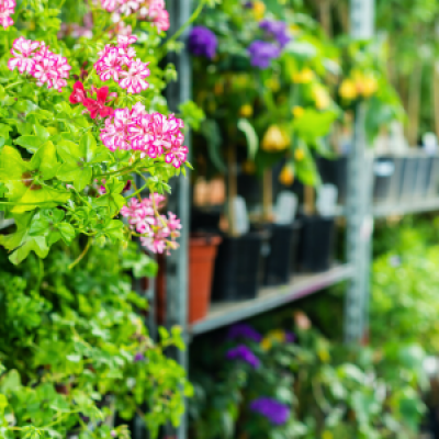 flowers on shelf