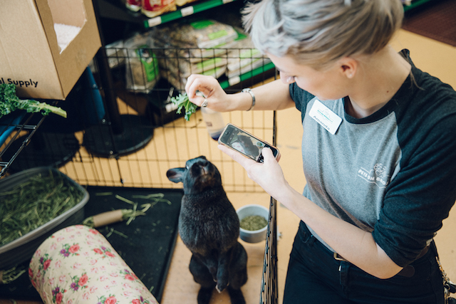 Pet Industry Pets On Broadway