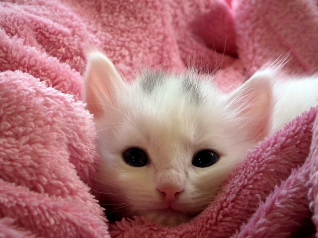 Grooming Supplies Cat