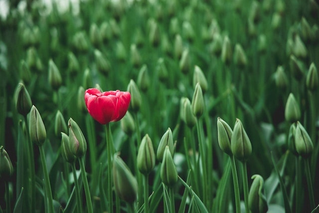 Red tulip blooming in field