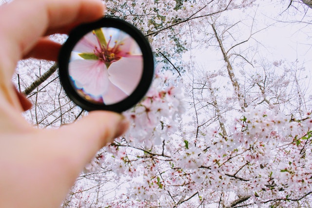 Lens focusing on cherry blossom