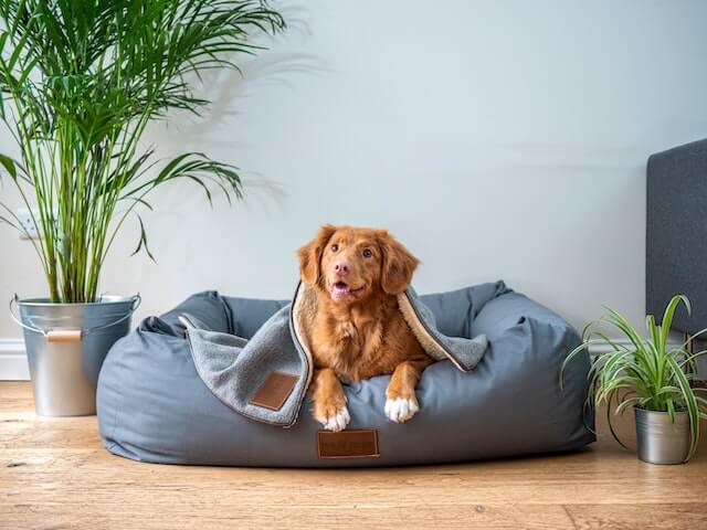 Copper colored dog on large gray bed with blanket on top