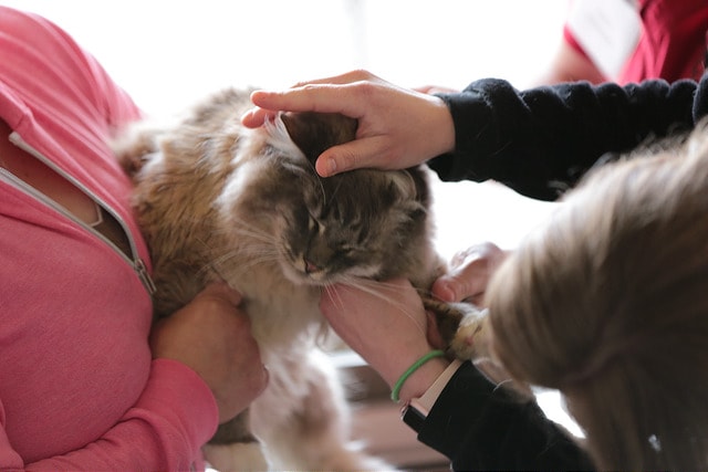 Best Fundraising Ideas Cat