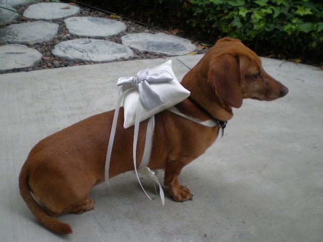 How To Become A Dog Trainer Things To Know About Dog Training