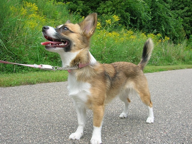 Come creare un leash sulla pagina