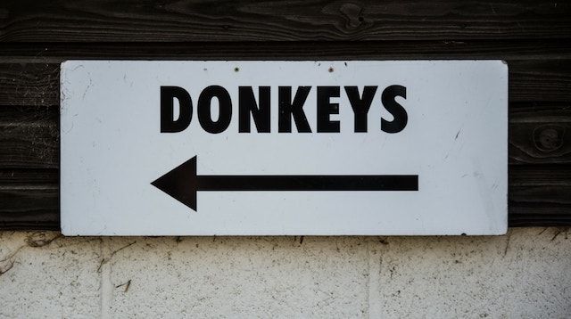 How to Select a Domain Name Donkey