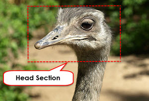 Ostrich Head to Illustrate Head Section Website