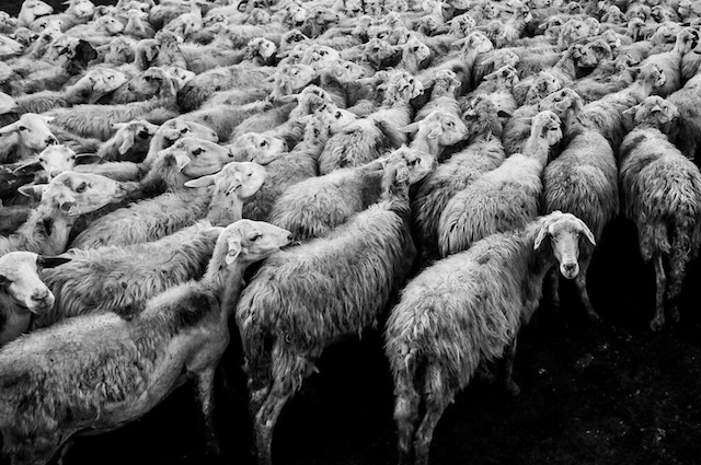 Website Down Sheep