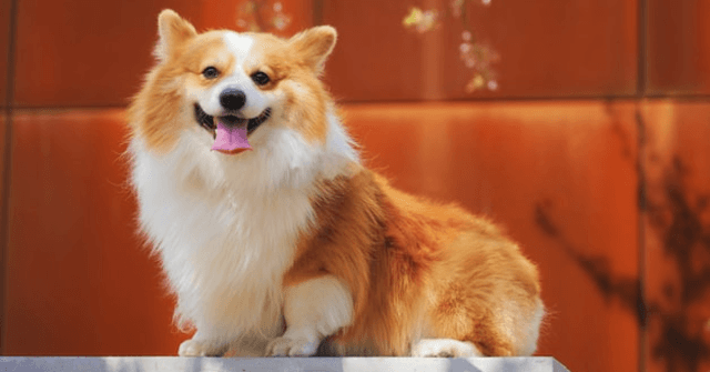 A fluffy corgi sitting on a ledge in front of an orange background