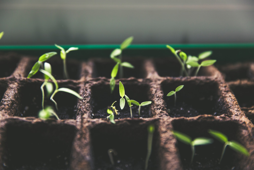 plants growing