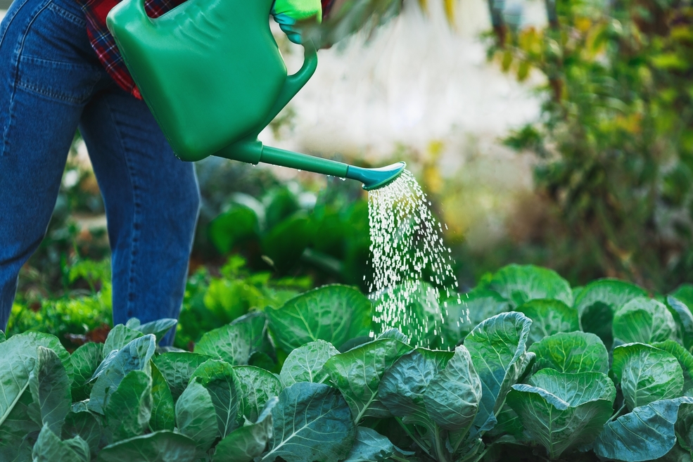 Top SME industries: Sustainable products and clean-tech markets A Woman In Her Garden Watering With A Green Watering