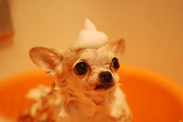 Tiny wet dog in the bath