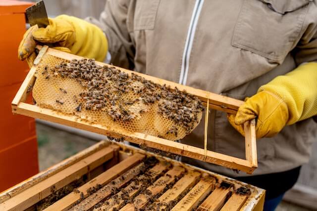 Beekeeper holding a frame with honeycomb