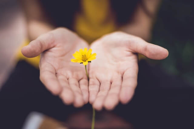 close up of hands holding a yellow flower