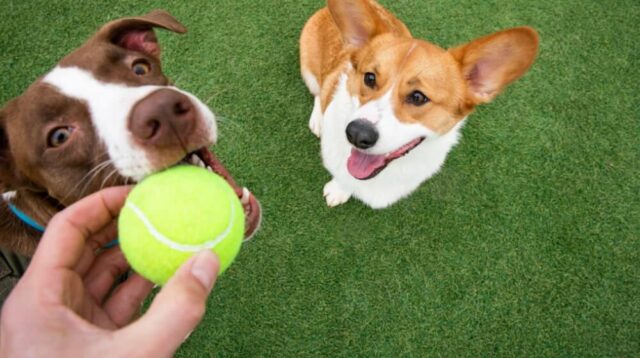 Person holding a green tennis ball with two dogs in background