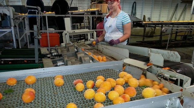 Operations Management Peach Canning Factory