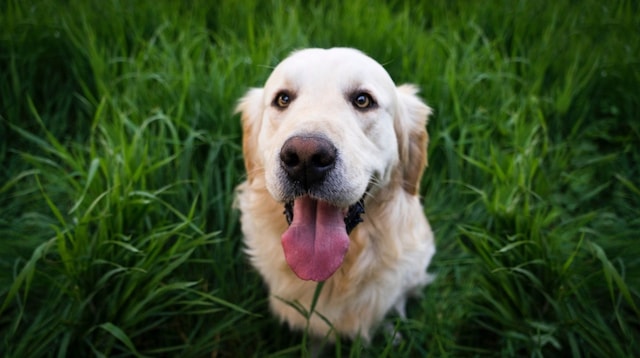 Stay at Home Mom Jobs Dog in Grass