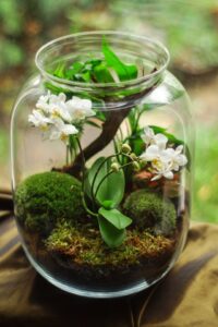 Terrarium with Orchids in Glass Jar