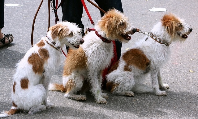 Types of Business Dog Walker