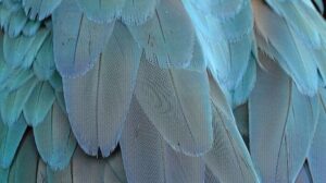 Angel Investors Blue Feathers