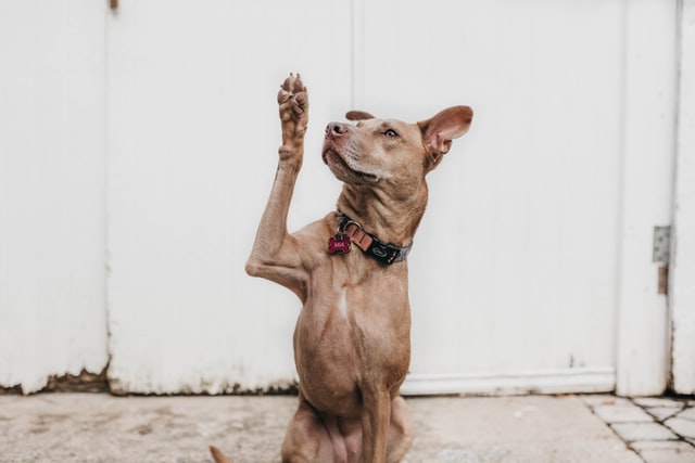 Brown dog with one paw in the air.