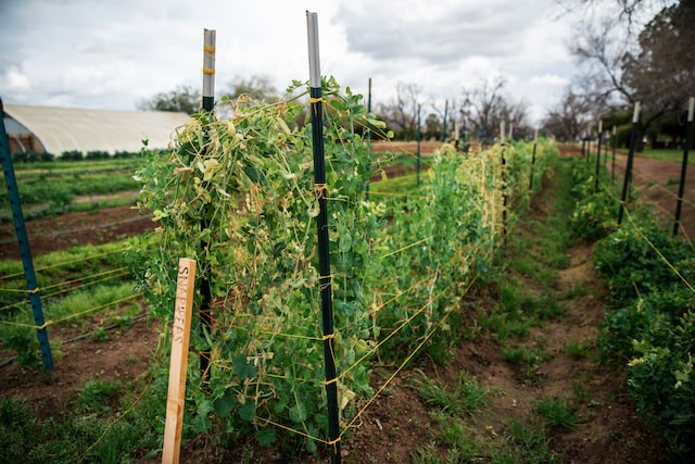 Farming land showing row of snap peas