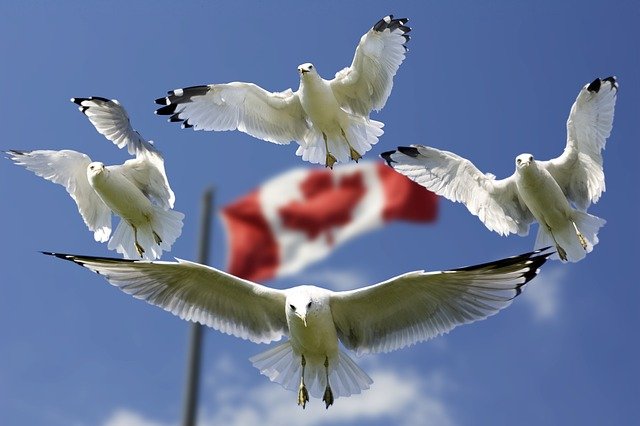 Gulls circling a Canada flag