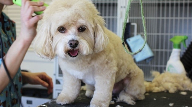 Tips for Content Bichon Being Groomed