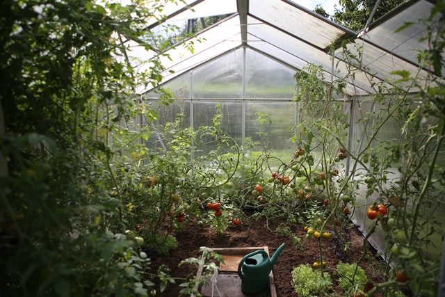 Photo inside a greenhouse