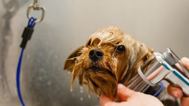 Tiny dog being bathed