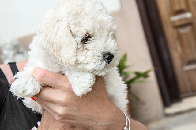 Woman holding bichon puppy.