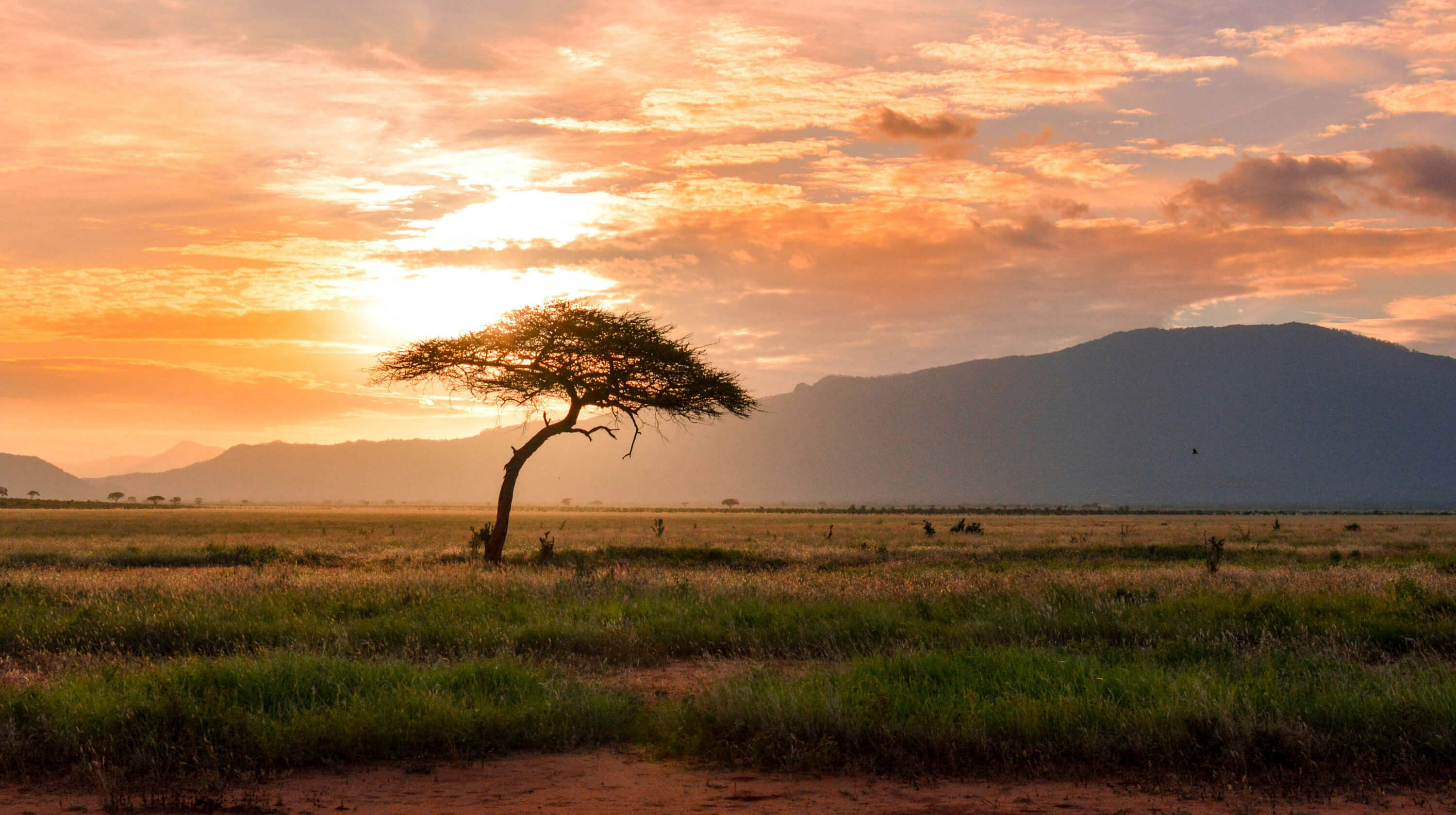 Titelmotiv des Blogartikels zum Thema: Warum die .africa-Domain der Schlüssel zu deinem Online-Erfolg in Afrika ist