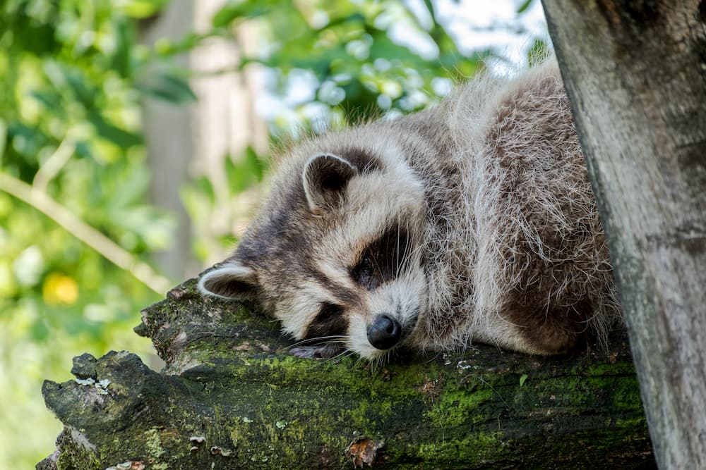 Imagen de un mapache descansando en un árbol de un parque.