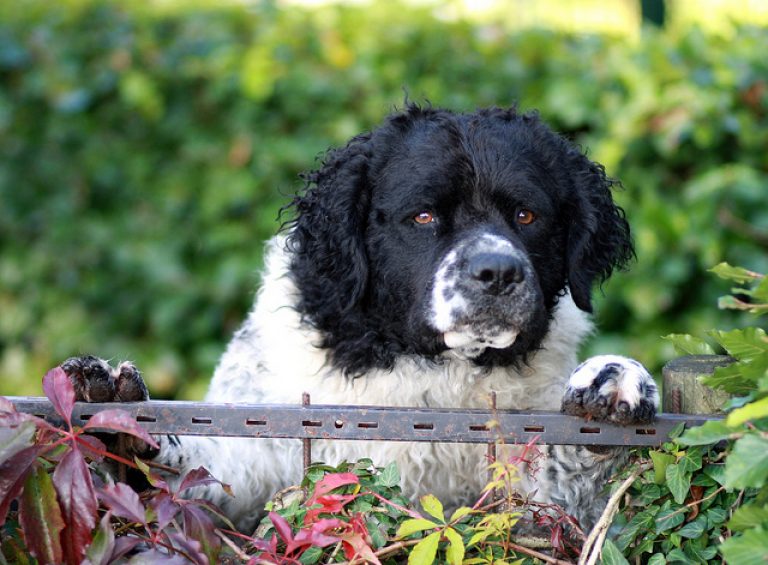 Perro alerta Seguridad SSL