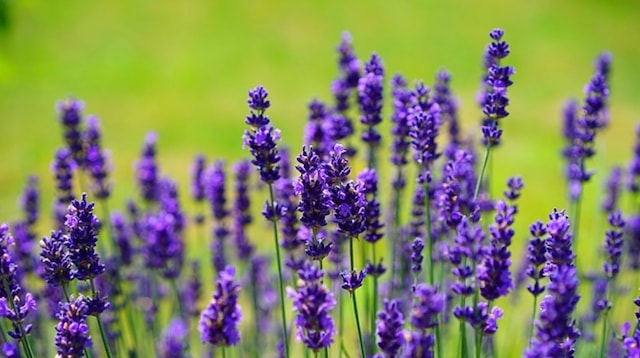 Unique Business Ideas Lavender Plant