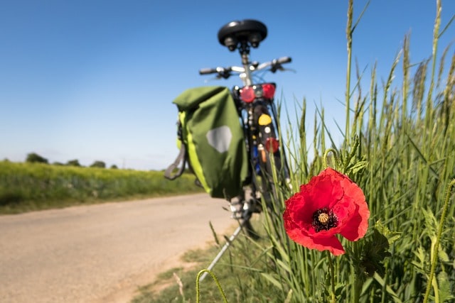 Closeup of a poppy near a parked bicycle