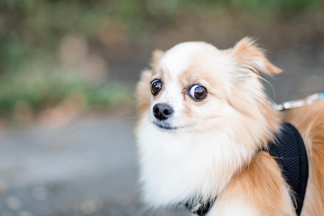 Dog giving someone the side eye