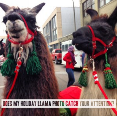 Create An Email Newsletter Holiday Llama