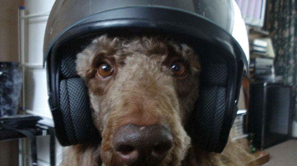 Brown poodle with headphones
