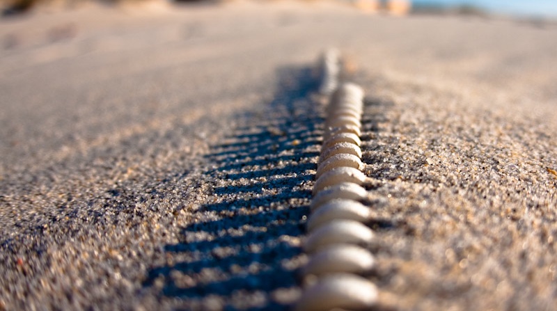 spine of sandworm moving through desert