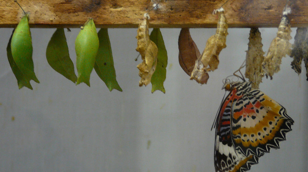 line of cocoons and butterfly emerging