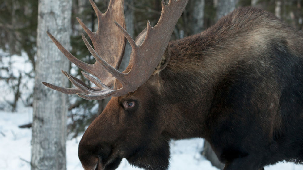 moose in snow