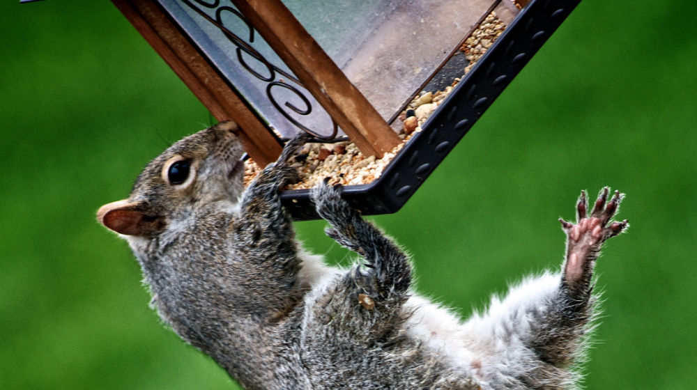 squirrel stealing seeds from a birdfeeder