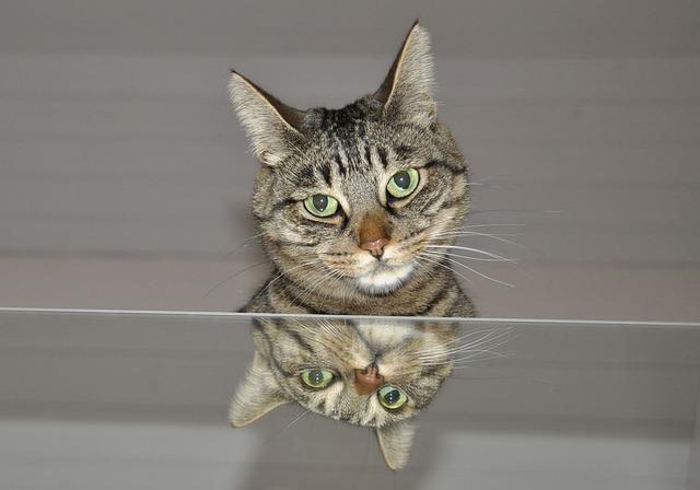 catmirror