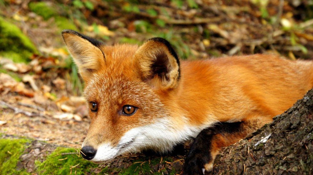 fox on the prowl