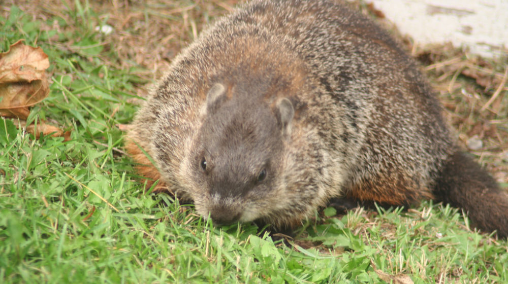 groundhog