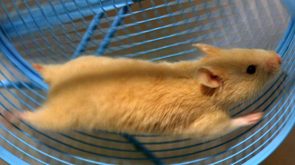 hamster running on wheel