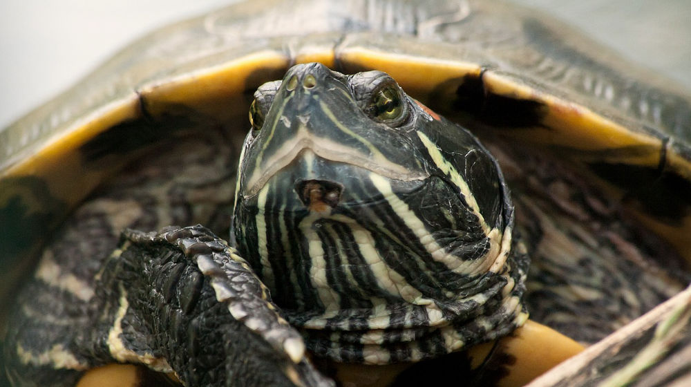 turtle to symbolize introvert