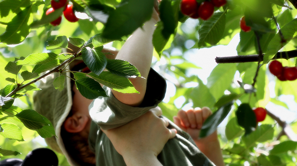 Picking cherries from tree to represent cherry-picking content from blog archive
